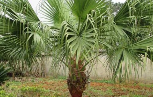 Ժ������ǿ��ؘ�