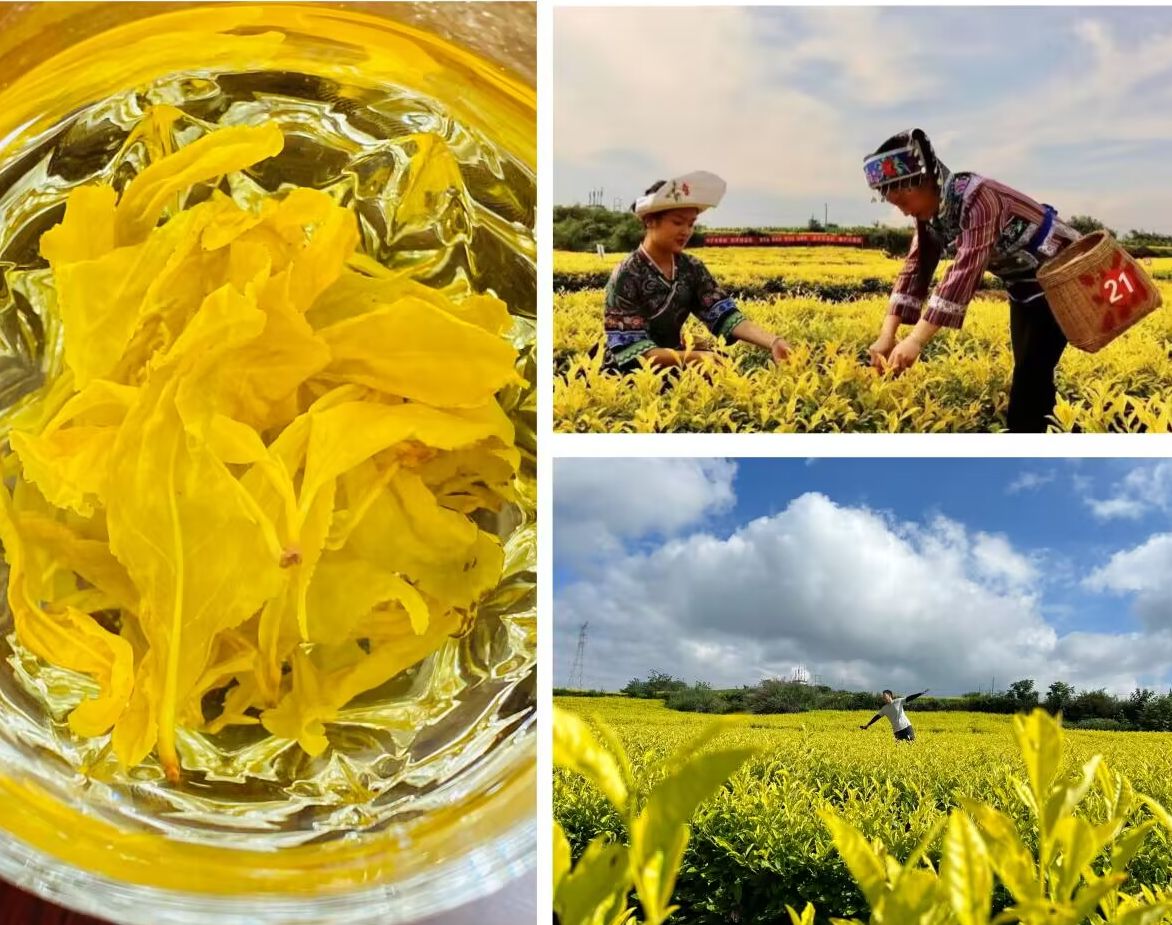 ��ͬ�l(f��)չ���Ă�(g��)����Ļ��ͻ���