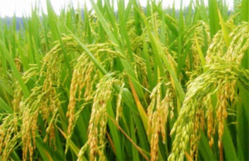 ����ĵ���