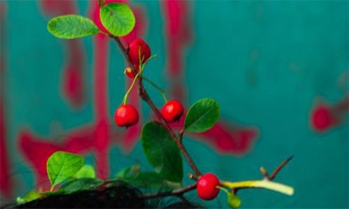 ��Nɏ����ʰ�ă�(y��u)��