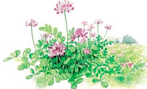 İ�ϻ��_�������w��