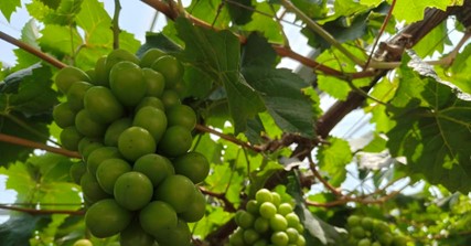 �Ͼ�ؔ����W�������l���w���ǻ��r��