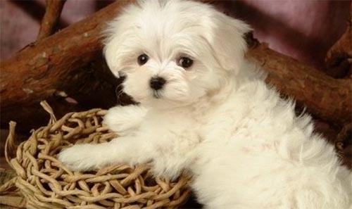 Ո������Č���