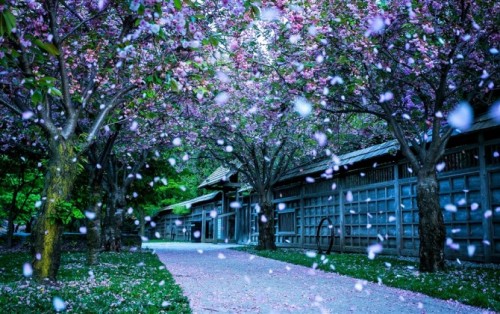 ��һ�ѻ�������